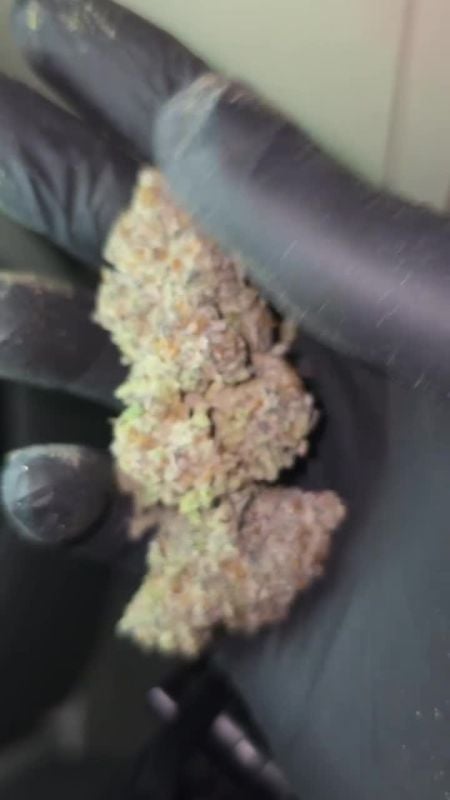 Papayton @greenlife268 IG