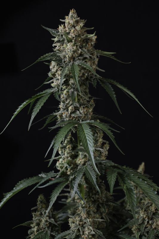 Instagram Banana Cherry Cookies Auto