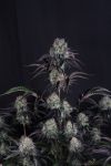 Instagram Sundae Frost Auto™