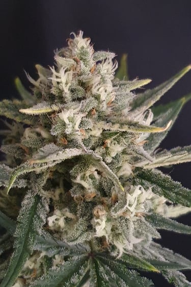 Instagram Amnesia Z Auto