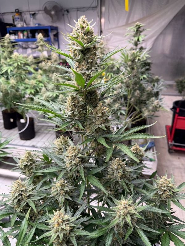 Instagram BubbleGum Auto