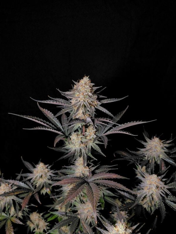 Instagram Guava Sundae Auto