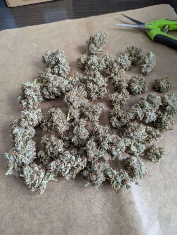 AUTO | Apricot Auto