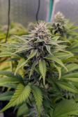Instagram Gorilla Melon™