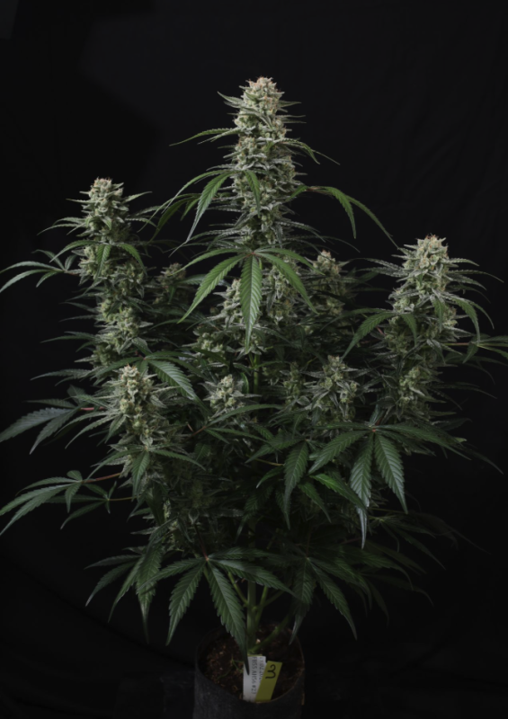 Instagram Cherry Cookies Trial Pack