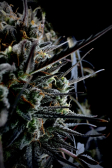 Instagram Pound Cake Auto™