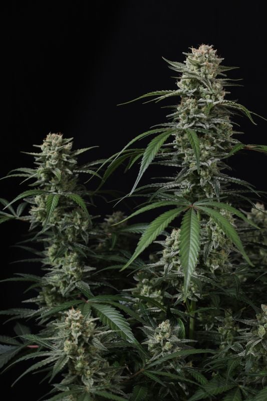 Instagram Banana Cherry Cookies Auto