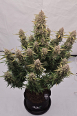 Instagram Sour Jealousy Auto™