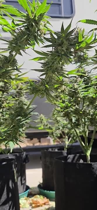 Mendo Guava Auto @chubbs 