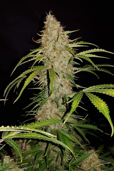 Instagram Jack Herer Auto