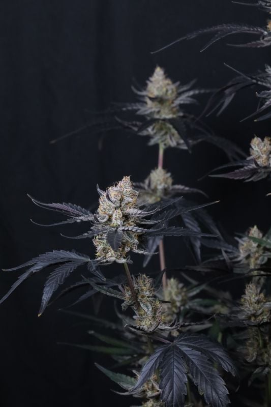 Instagram Guava Runtz Auto