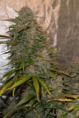 Instagram Strawberry Gorilla Auto
