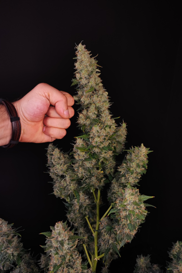 Instagram Amnesia Haze Auto