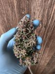 Instagram Purple Haze Auto™