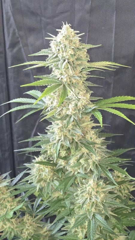 Instagram Banana Cherry Cookies Auto