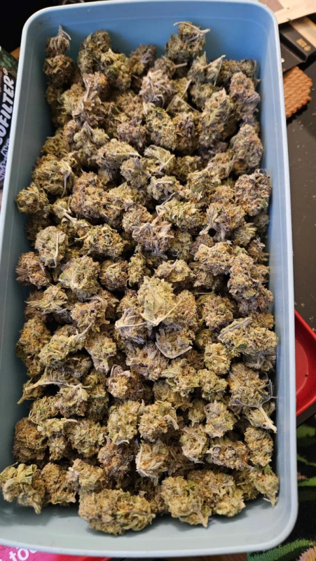 Instagram Mix Pack Auto