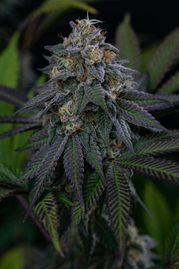 Instagram Lemon Cherry Runtz