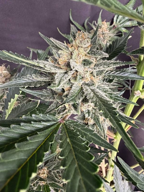 Instagram Sour Diesel Auto