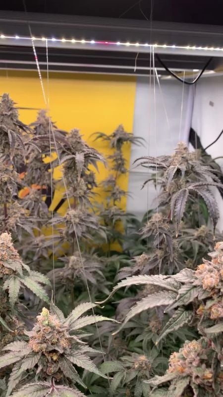 Papayton @tsf_homegrow GD 1