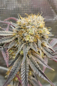 Instagram Papaya Sherbet™