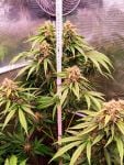Instagram Mendo Frost Auto™