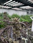 Instagram Guava Auto RF3™