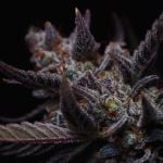 Instagram Mendo Guava Auto™