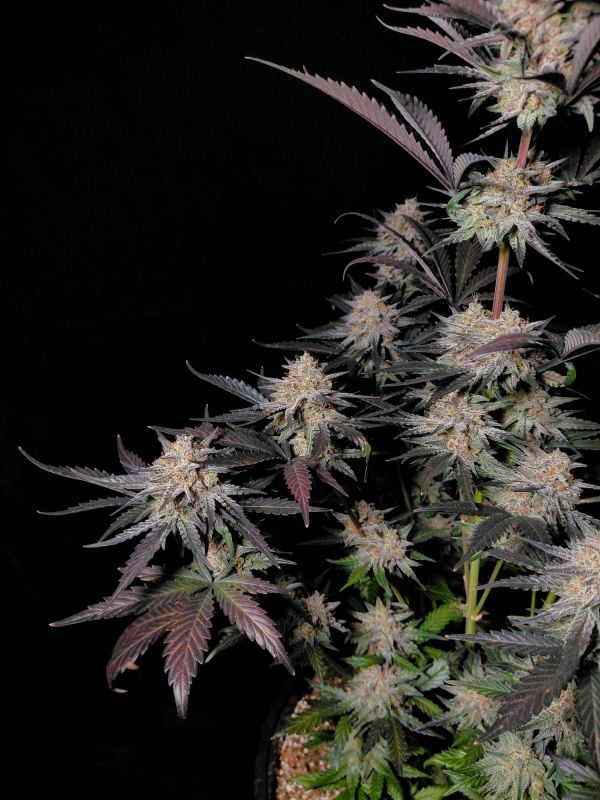 Instagram Guava Sundae Auto