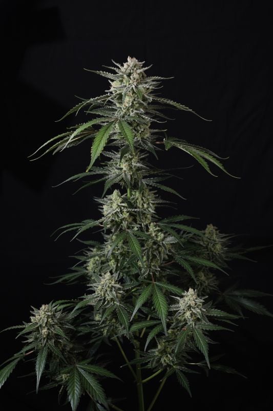 Instagram Banana Guava Auto