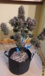 Instagram LSD-25 Auto