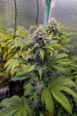 Instagram Gorilla Melon™
