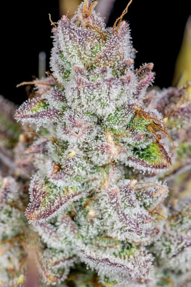 Instagram Wedding Glue Auto