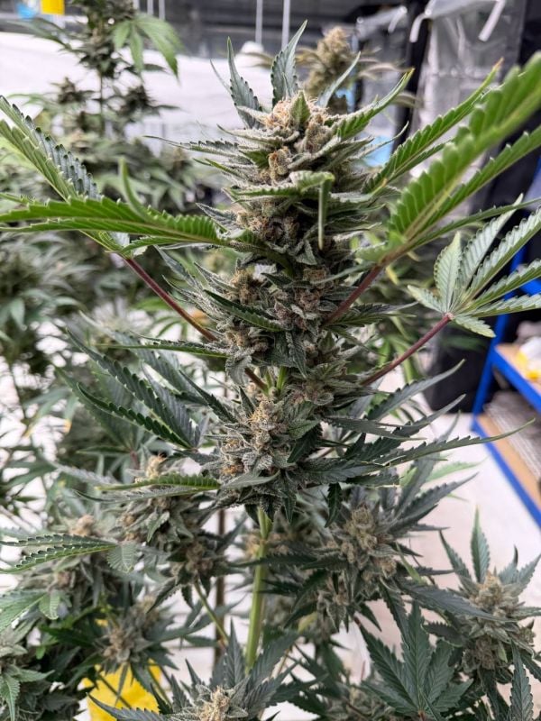 Instagram Sour Diesel Auto