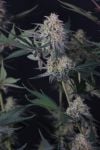 Instagram Lemon Tree Auto™