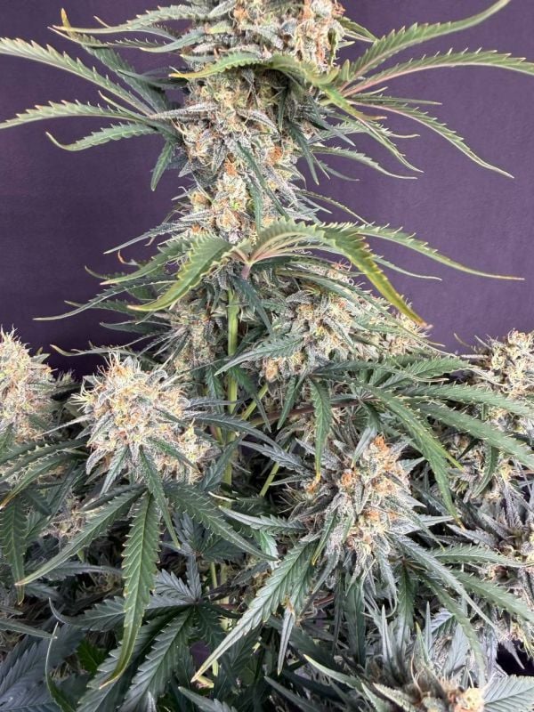 Instagram White Widow Auto