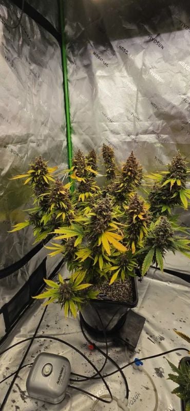 AUTO | Banana Purple Punch Auto RF3™