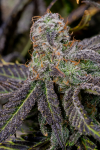 Instagram Banana Purple Punch Auto