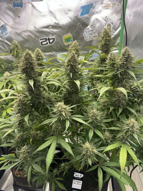 AUTO | Pineapple OG Auto™