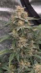 Instagram Papaya Cookies Auto™