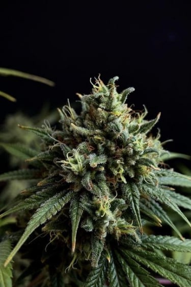 Instagram Afghan Kush Auto