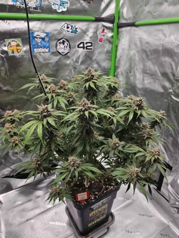 Instagram Cherry Cola Auto RF3