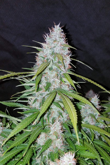 Instagram Californian Snow Auto