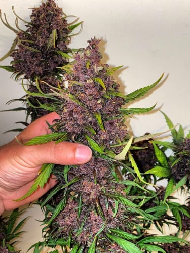 Instagram LSD25 Auto