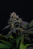 Instagram Lemon Cherry Runtz™