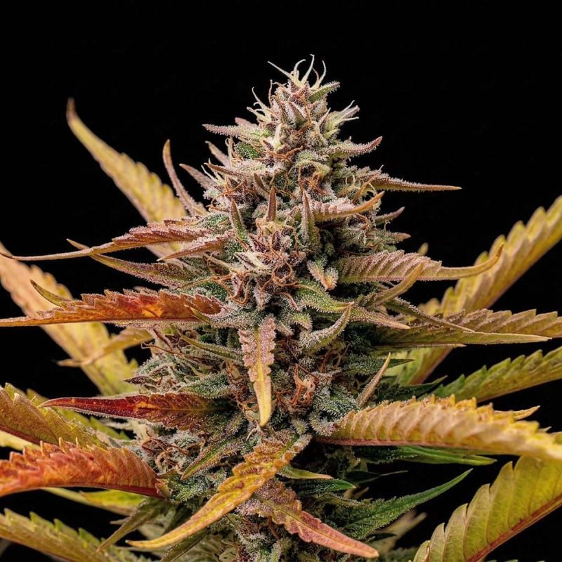 Instagram Lemon Tree Auto