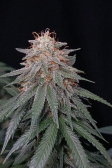 Instagram Orange Sherbet FF