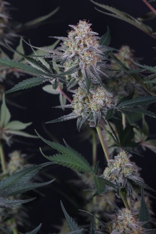 Instagram Lemon Tree Auto