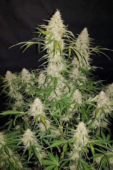 Instagram Jack Herer Auto