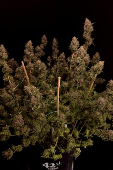 Instagram GG4 Sherbet FF