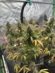 Instagram Pineapple OG Auto™
